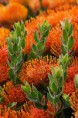 /album/galeria-de-fotos/protea-flower-copia-jpg/
